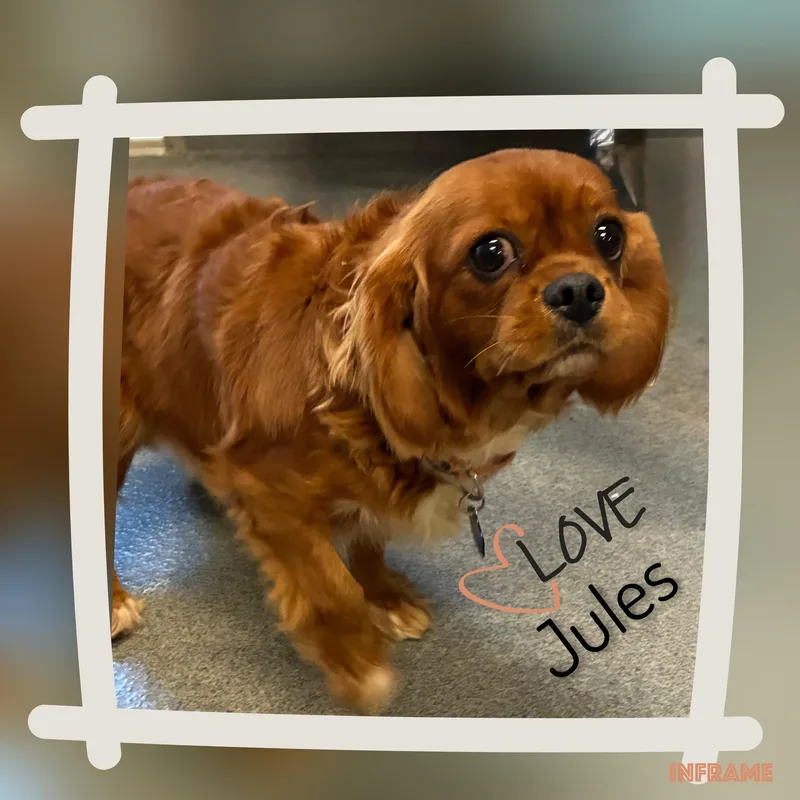 Jules thumbnail 6
