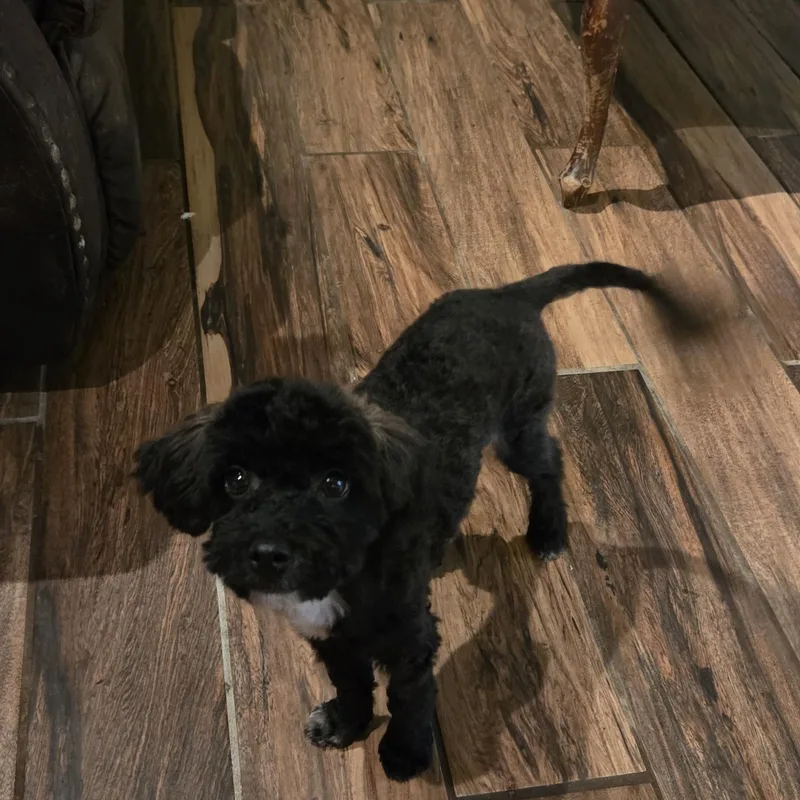A baby small-sized male Black Shih poo dog named Dozer for adoption in Chicopee, MA
