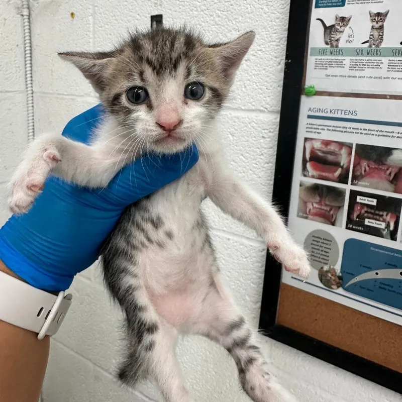 A young medium-sized female Brown / Chocolate Domestic Short Hair cat named Cleo for adoption in Edinburg, TX