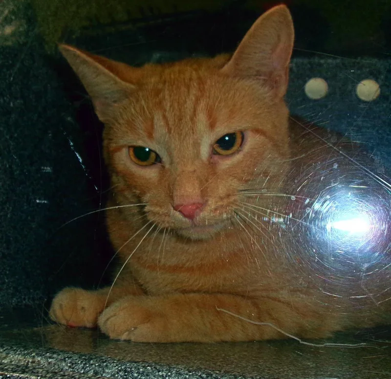 An adult medium-sized male Orange / Red Domestic Short Hair cat named Reggae for adoption in Plover, WI