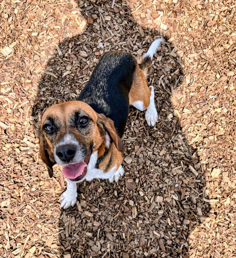 An adult small-sized female Beagle dog named Lainey for adoption in Rockwell City, IA