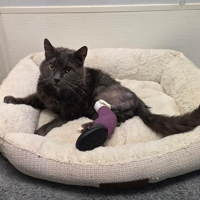 Benedict thumbnail 2