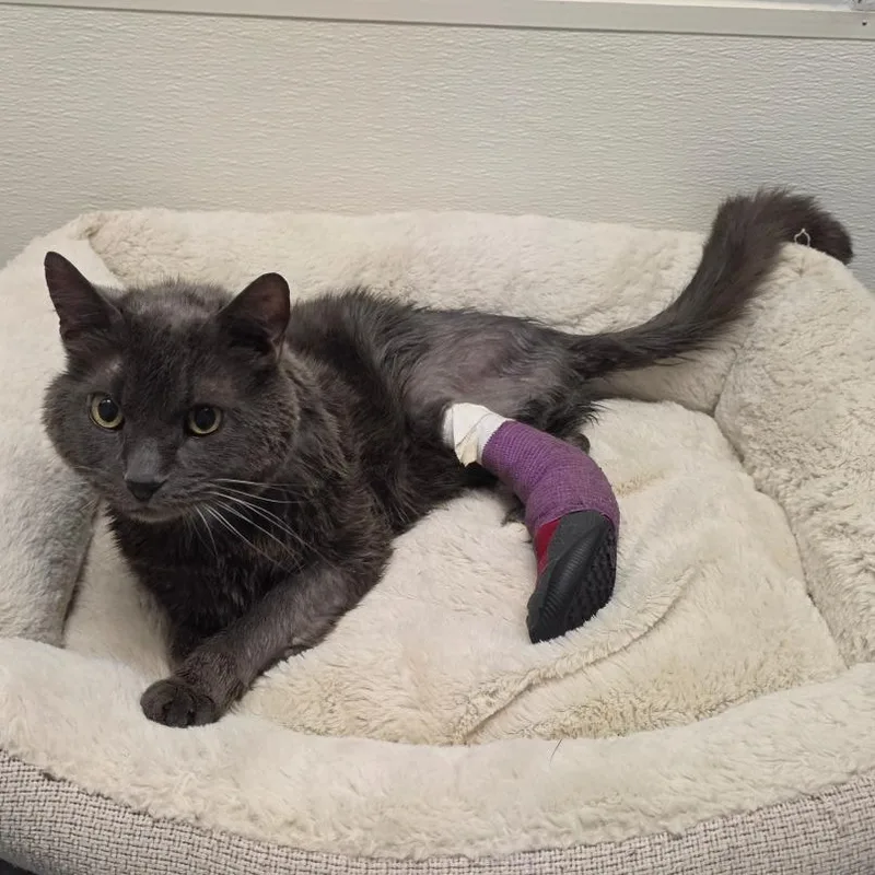 Benedict thumbnail 3