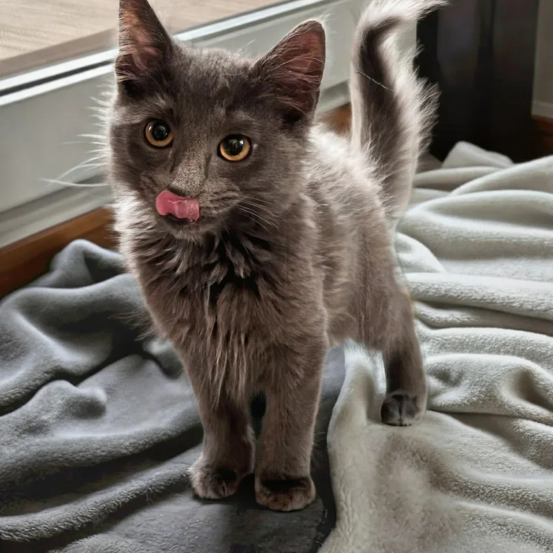 A baby medium-sized male Domestic Long Hair cat named Harrison for adoption in Norwalk, CT