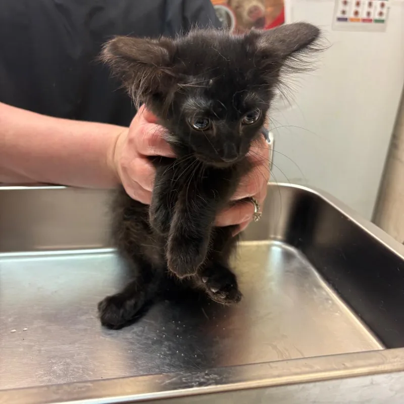 A baby small-sized female Black Domestic Short Hair cat named Sorrel for adoption in Birmingham, AL
