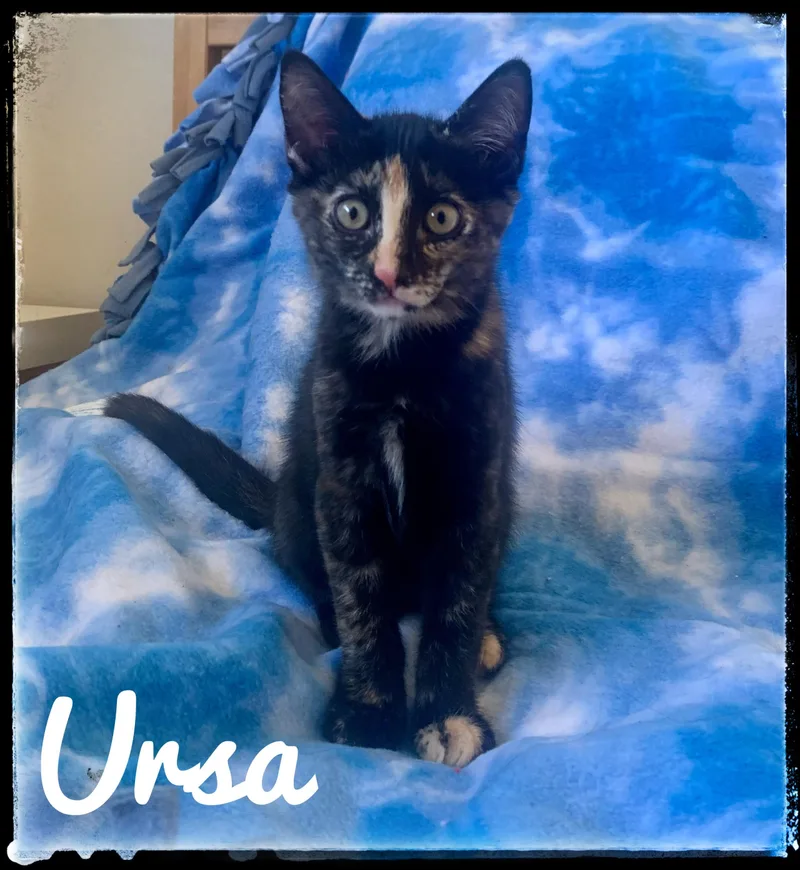Ursa