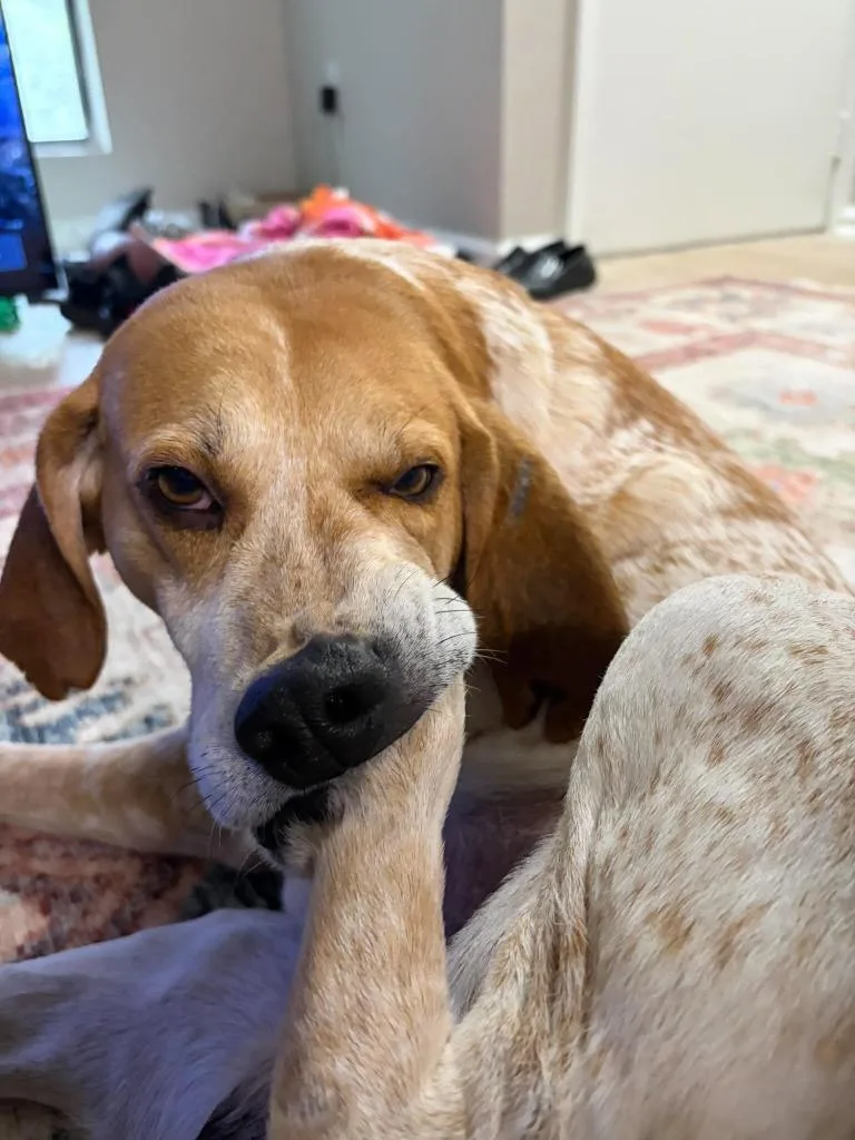 An adult large-sized male Hound dog named Vincent for adoption in Raleigh, NC