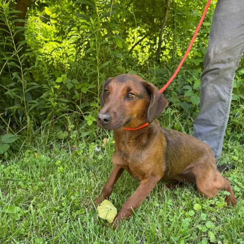 A young medium-sized female Brown / Chocolate Dachshund dog named Amberina cs for adoption in Columbia, MD
