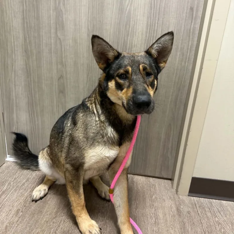 An adult medium-sized female Brown / Chocolate Shepherd dog named Sadie for adoption in Portland, TX