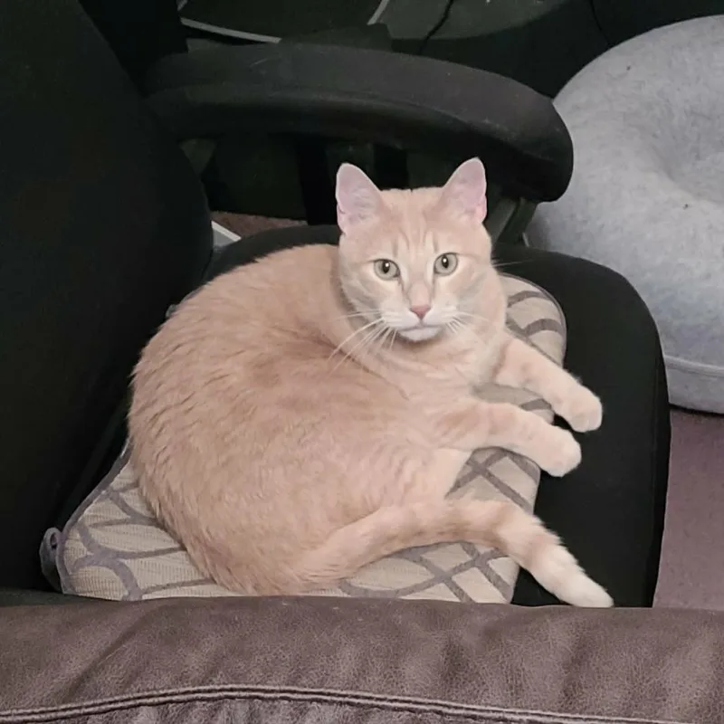 An adult small-sized male Buff / Tan / Fawn Domestic Short Hair cat named Peter C for adoption in Princeton, MN