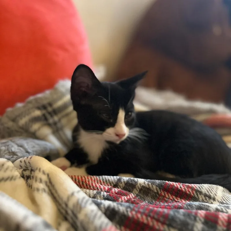 A baby small-sized male Black Domestic Short Hair cat named Cid for adoption in Layton, UT