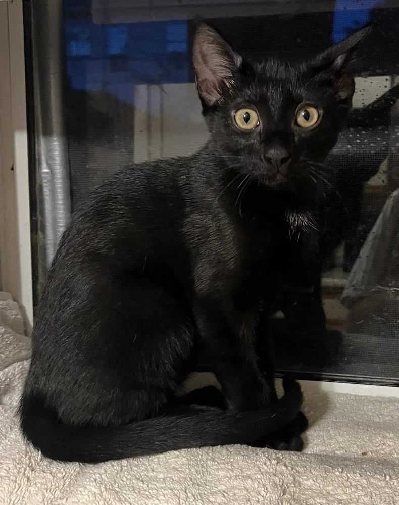 A baby small-sized male Domestic Short Hair cat named Ellis for adoption in Dallas, TX