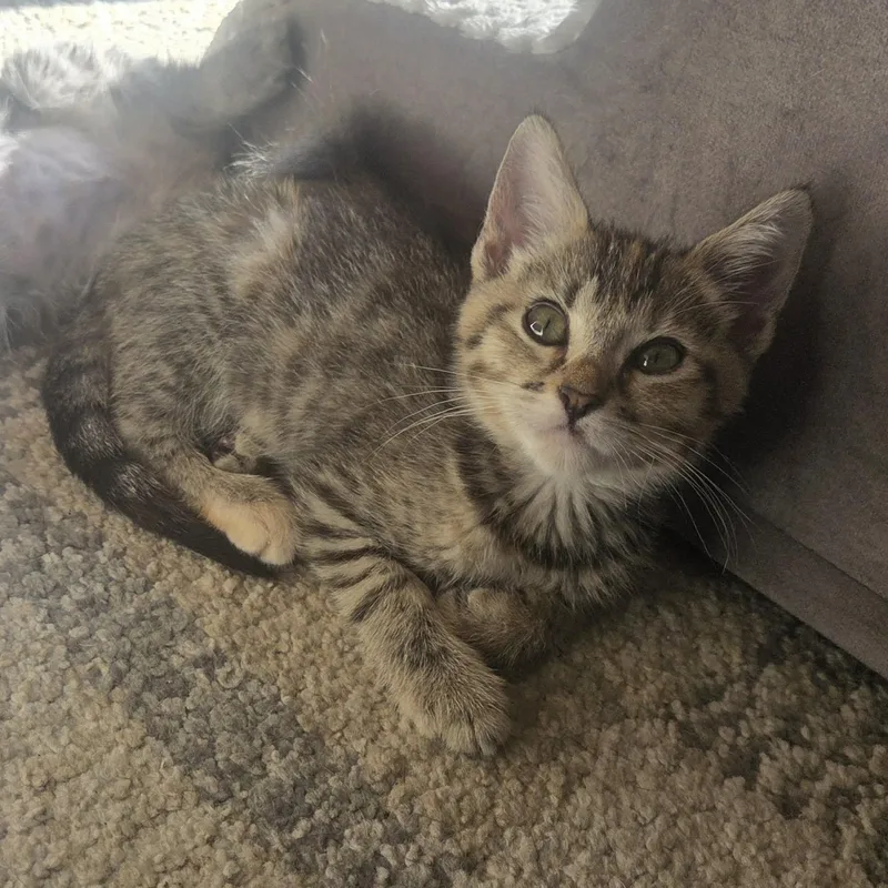 Willow