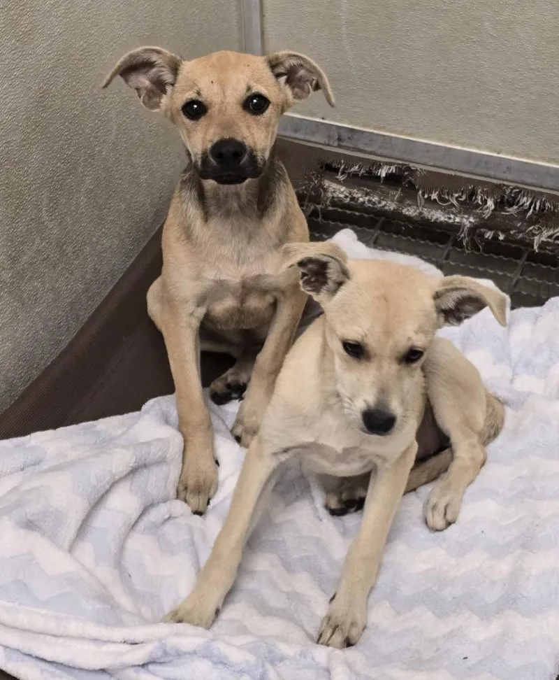 Female Pup