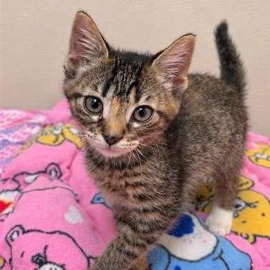 A baby small-sized female Brown / Chocolate Domestic Short Hair cat named Sediment for adoption in Hawthorne, CA