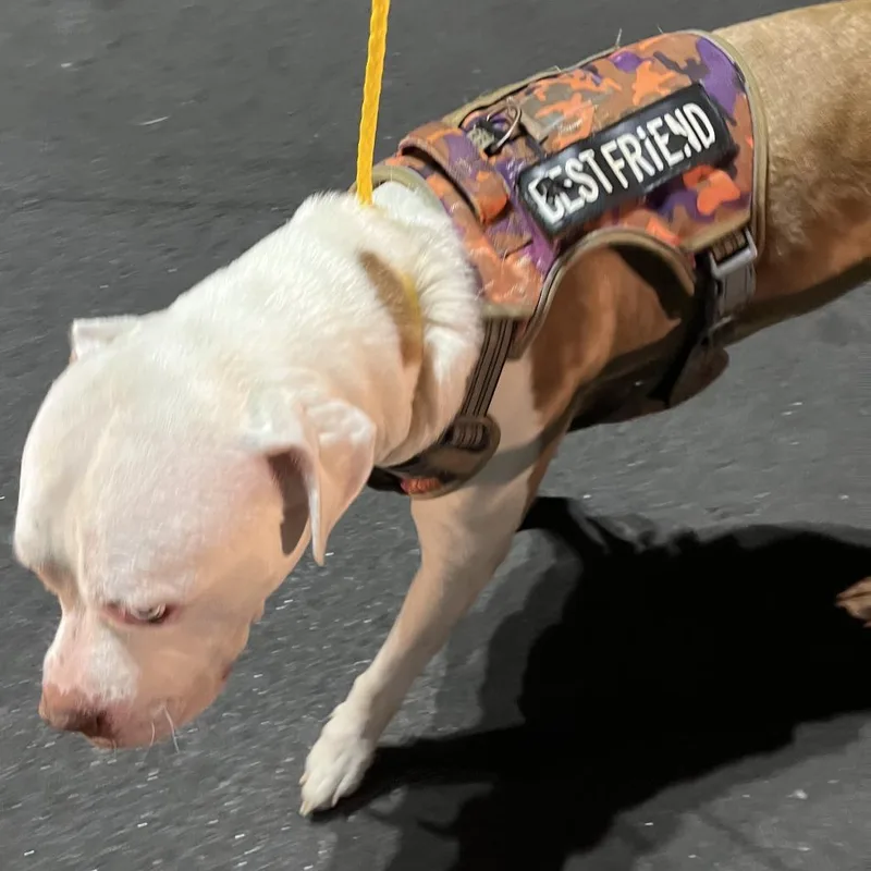 An adult medium-sized male Yellow / Tan / Blond / Fawn Pit Bull Terrier dog named Tank for adoption in Greensboro, NC