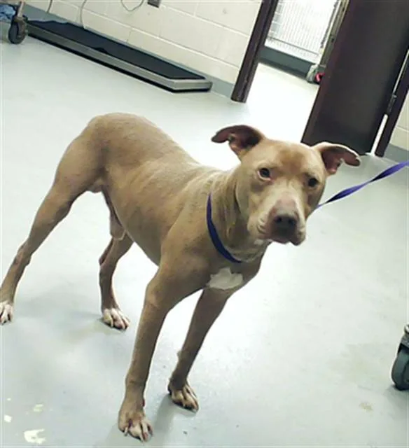An adult small-sized male Pit Bull Terrier dog named Mandark for adoption in Fayetteville, NC