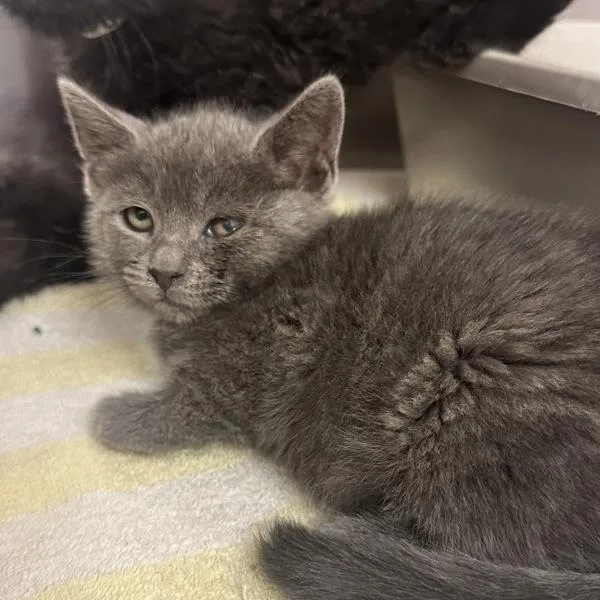 A baby small-sized female Domestic Medium Hair cat named Capra for adoption in Walnut Creek, CA