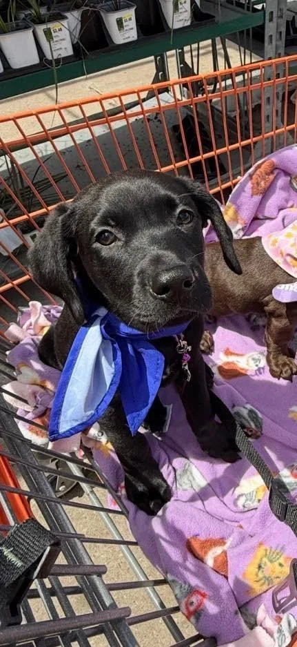 A baby medium-sized male Labrador Retriever dog named Joe Joe $ for adoption in Milwaukee, WI