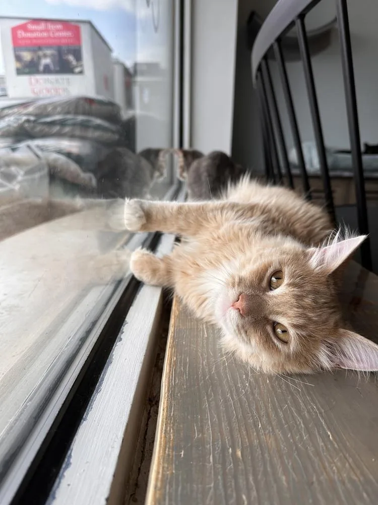 Macchiato thumbnail 2