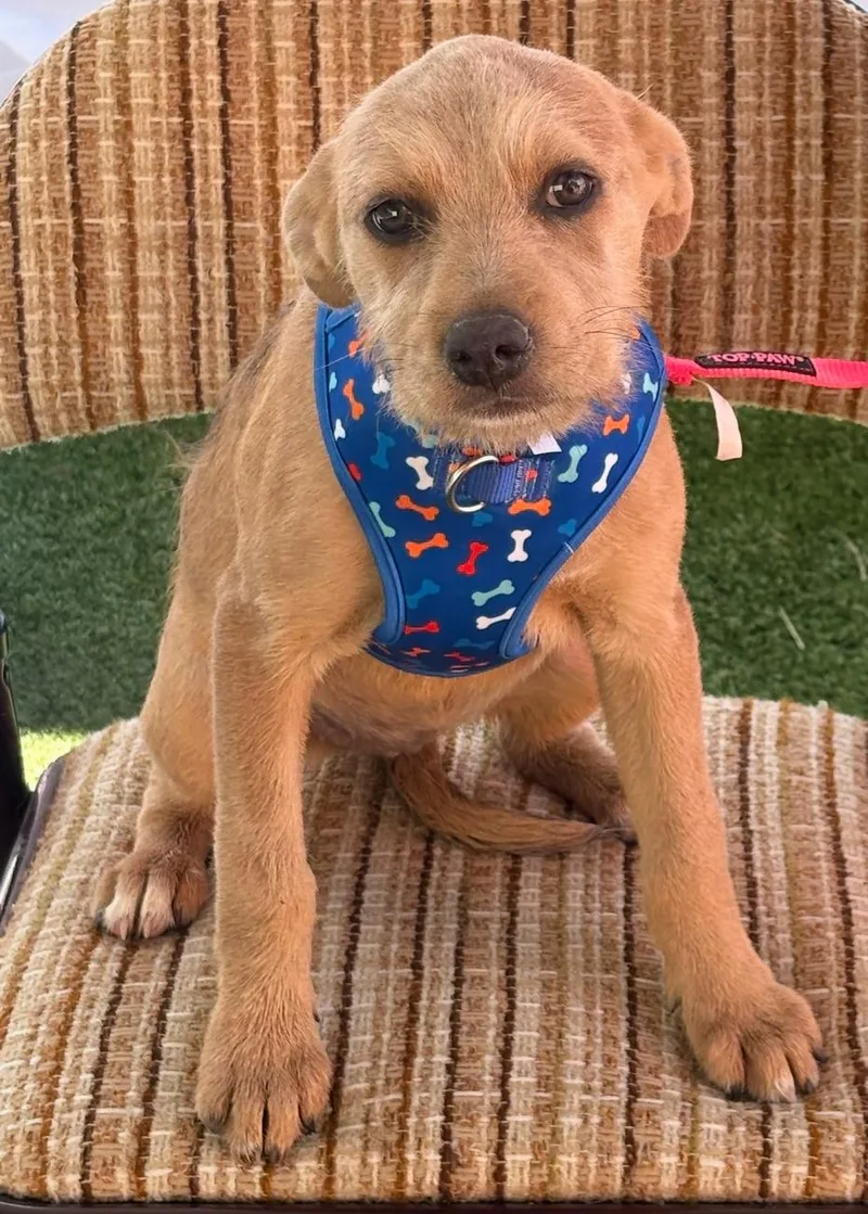 A baby small-sized female Golden Wirehaired Terrier dog named Brigitta for adoption in Longmont, CO