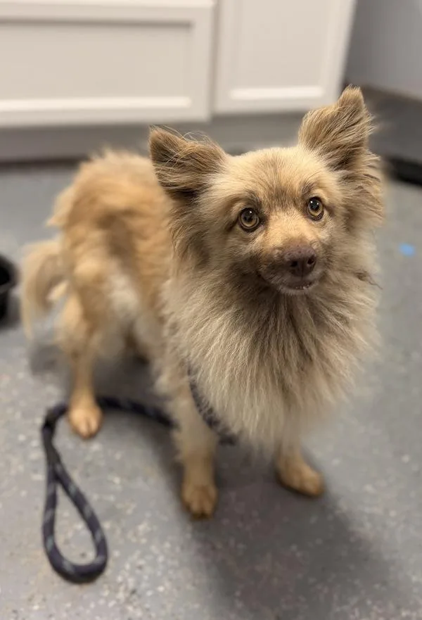 An adult small-sized female Pomeranian dog named Sandy for adoption in Morristown, TN