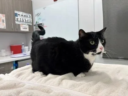 An adult medium-sized female Black Domestic Short Hair cat named Ava for adoption in Kansas City, MO