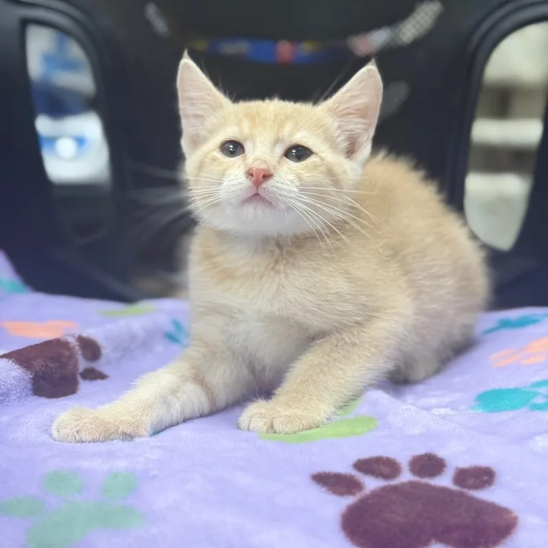 Peaches