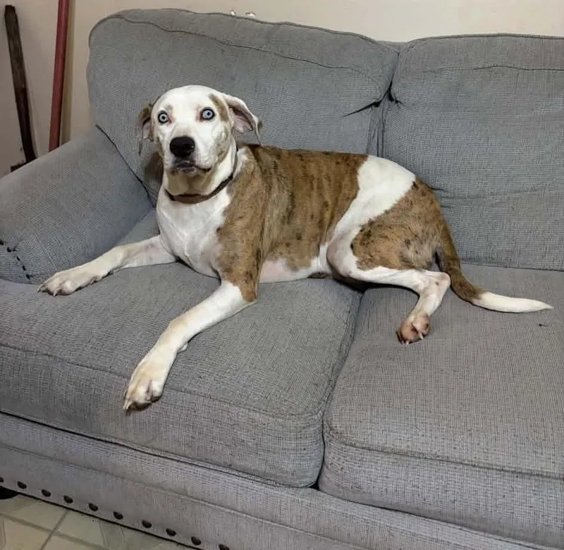 An adult medium-sized female Catahoula Leopard Dog dog named Kyla for adoption in Piney Flats, TN