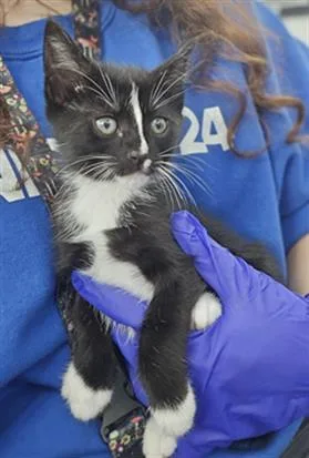 A baby medium-sized male Domestic Short Hair cat named Growlithe for adoption in Dallas, TX