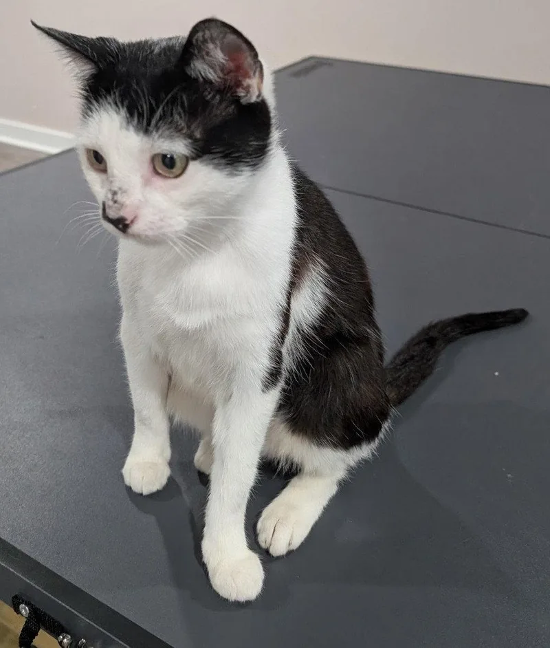 An adult medium-sized female Black & White / Tuxedo Domestic Short Hair cat named Brookie for adoption in Island Lake, IL