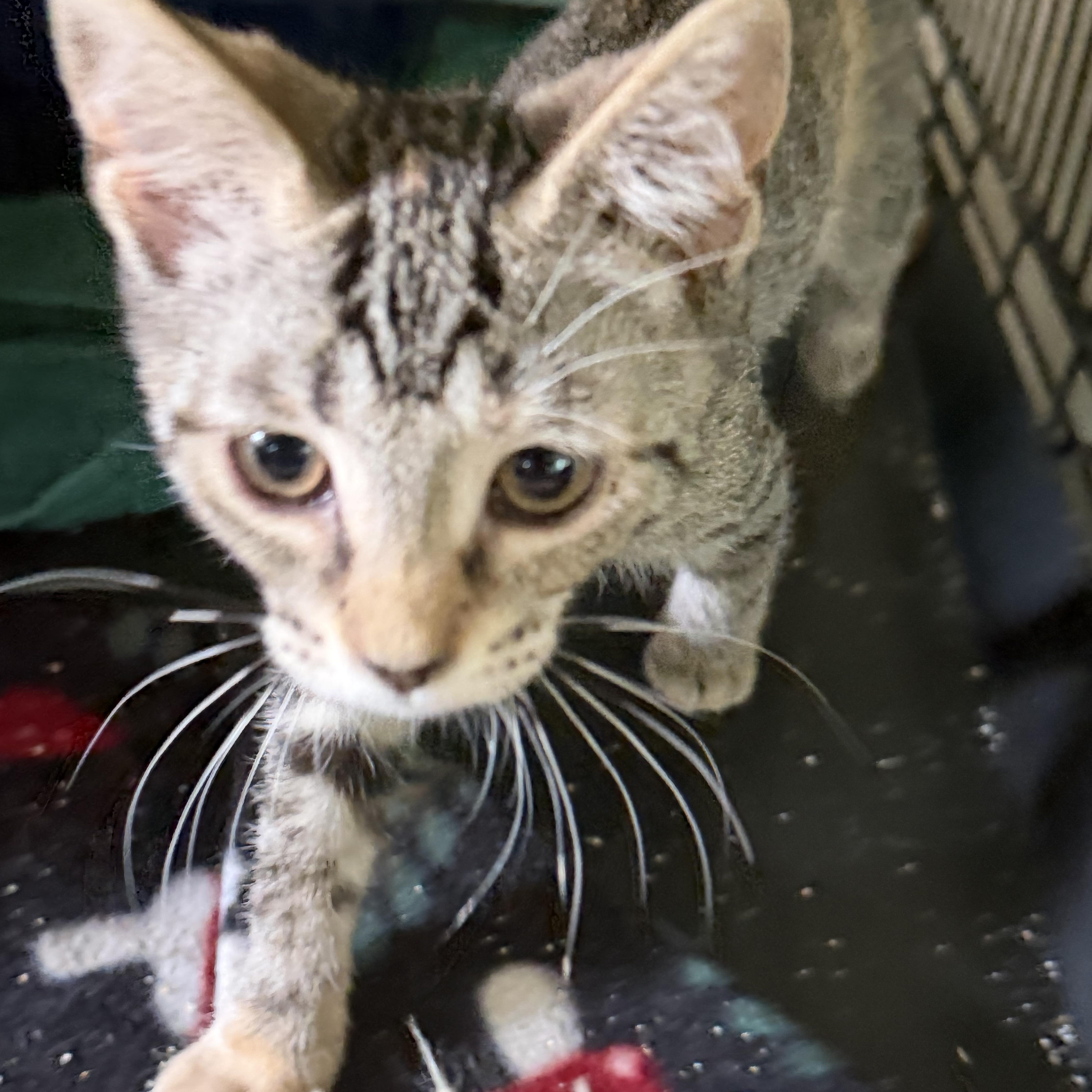 A baby medium-sized male Domestic Short Hair cat named Bingo for adoption in Warren, OH