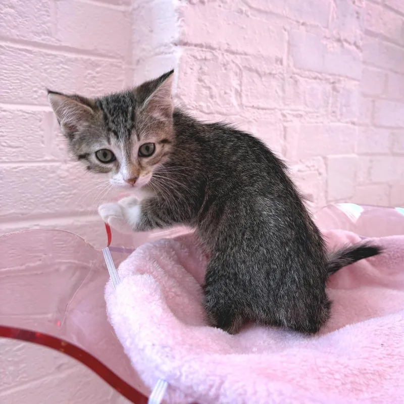 A baby small-sized female Brown / Chocolate Domestic Short Hair cat named Ruby for adoption in Forest Park, IL
