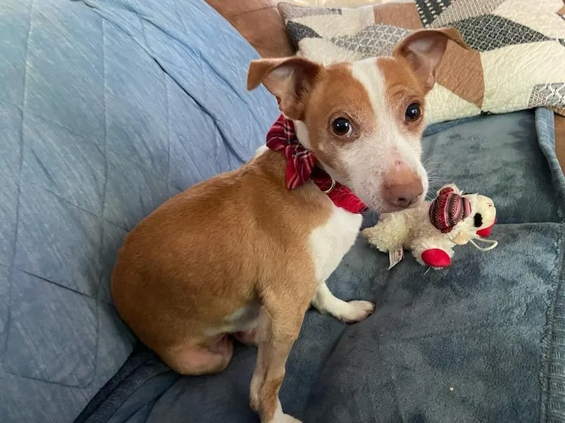 An adult small-sized male Dachshund dog named Liam for adoption in Rootstown, OH