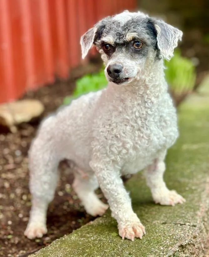 An adult small-sized male Poodle dog named Ryder for adoption in Lima, OH