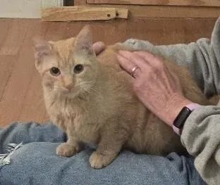 A baby medium-sized female Orange & White Domestic Short Hair cat named Ava for adoption in Colmar, PA