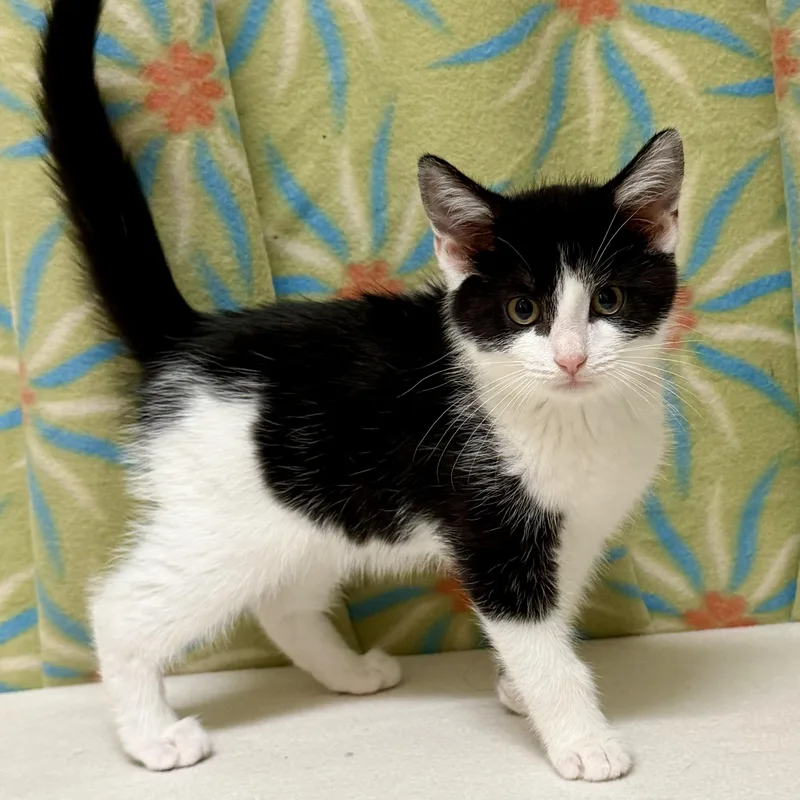 A baby medium-sized male Black & White / Tuxedo Domestic Short Hair cat named Ace for adoption in Libertyville, IL