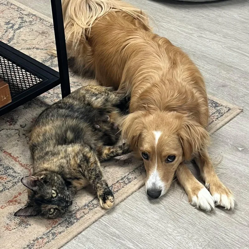 Saint Gertrude thumbnail 2