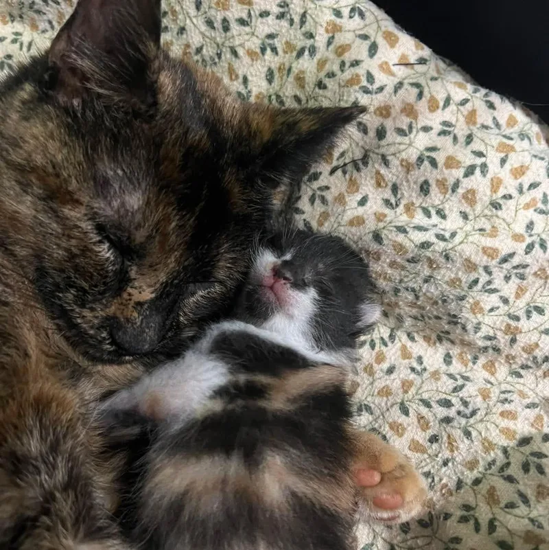 Saint Gertrude thumbnail 3