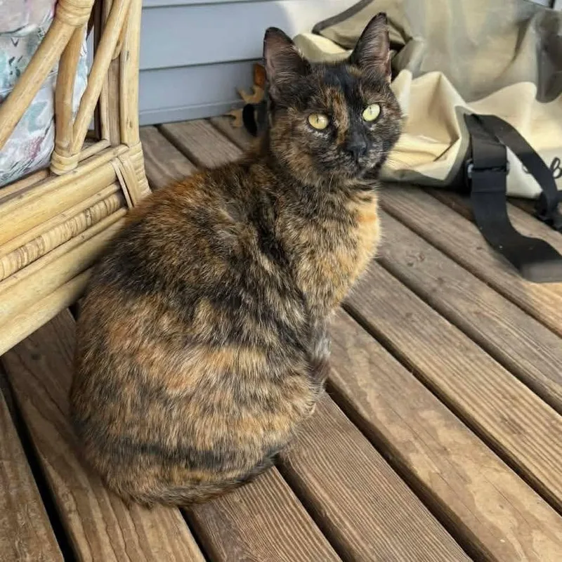 Saint Gertrude thumbnail 4