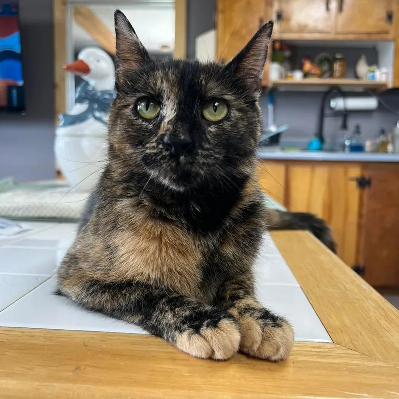 A young medium-sized female Tortoiseshell Domestic Short Hair cat named Saint Gertrude for adoption in Avoca, PA