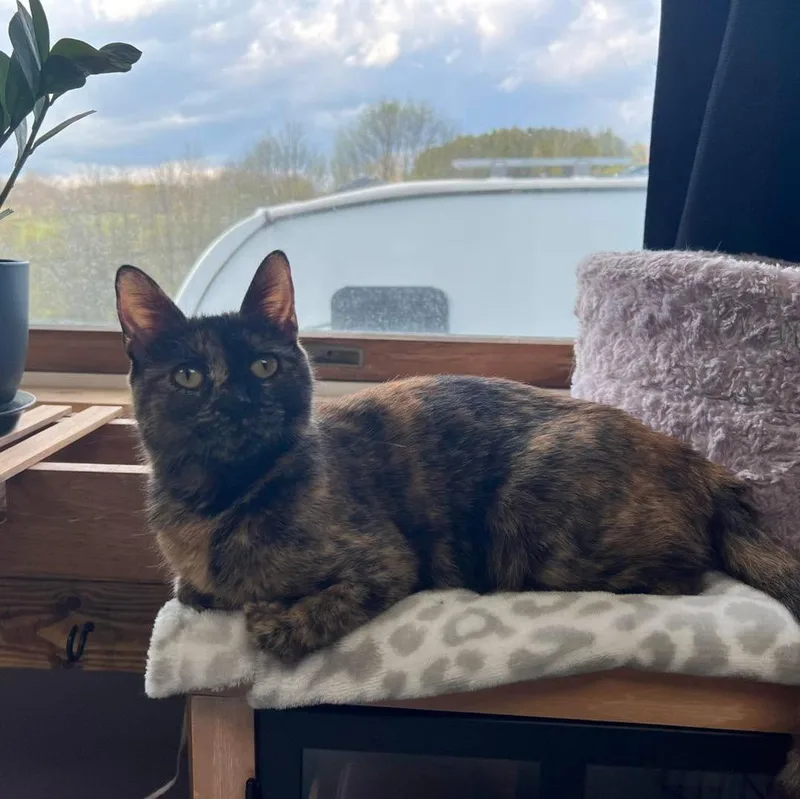 Saint Gertrude thumbnail 5