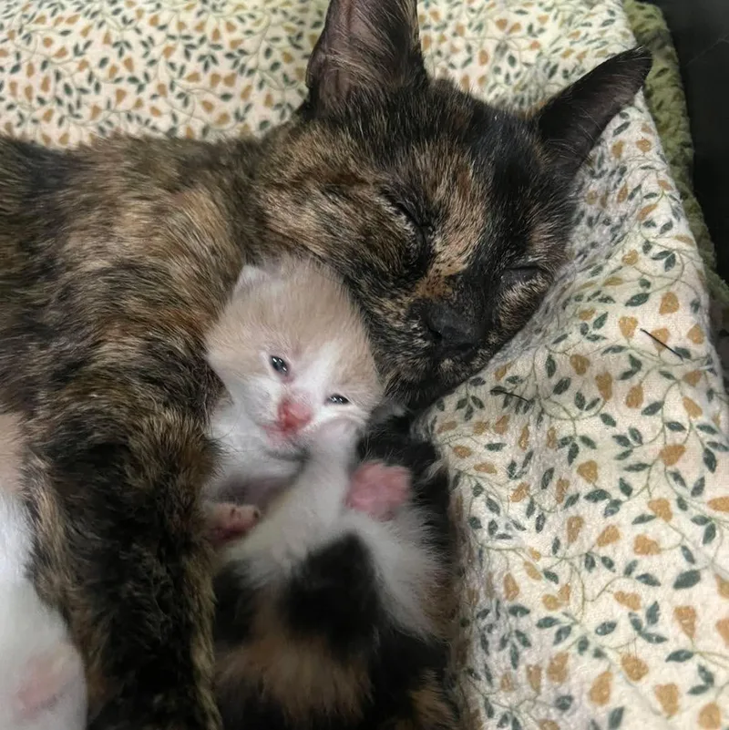 Saint Gertrude thumbnail 6