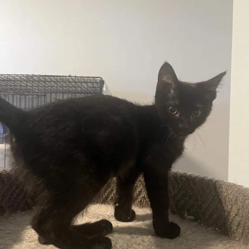 A baby medium-sized female Black Domestic Short Hair cat named Jalapeno for adoption in Oakley, CA