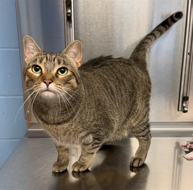 An adult large-sized female Domestic Short Hair cat named Diane for adoption in Minneapolis, MN
