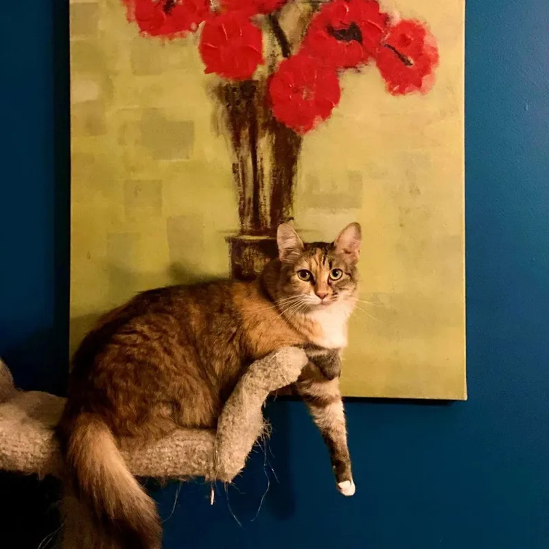 An adult medium-sized female Dilute Calico cat named Aurora for adoption in Flint, TX