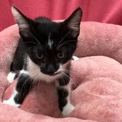 A baby medium-sized female Black Domestic Short Hair cat named Orzo for adoption in Green Valley, AZ