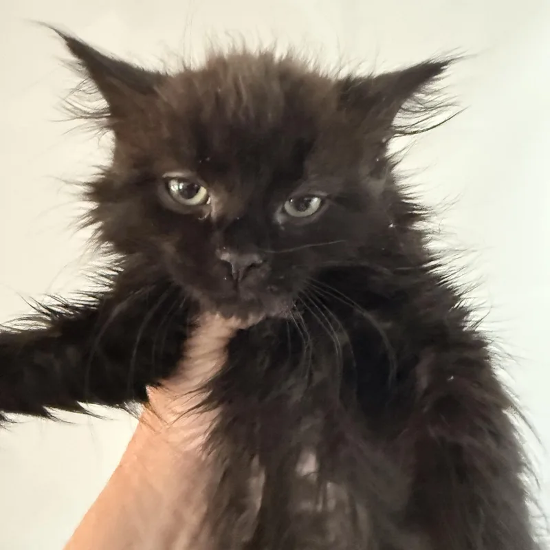 A baby medium-sized male Black Domestic Medium Hair cat named Pepper for adoption in Old Bridge, NJ