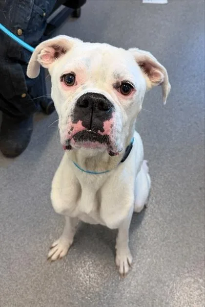An adult medium-sized male Mixed Breed dog named Ghost for adoption in West Chester, PA