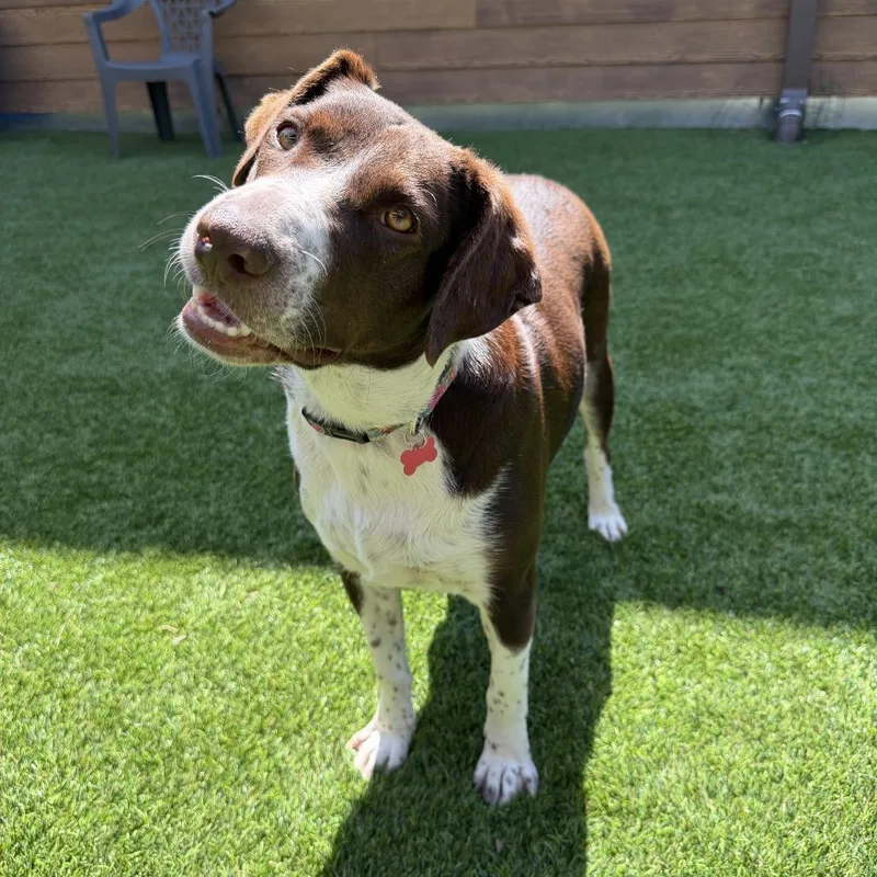An adult medium-sized female Brown / Chocolate Spaniel dog named Brynne for adoption in Agoura Hills, CA